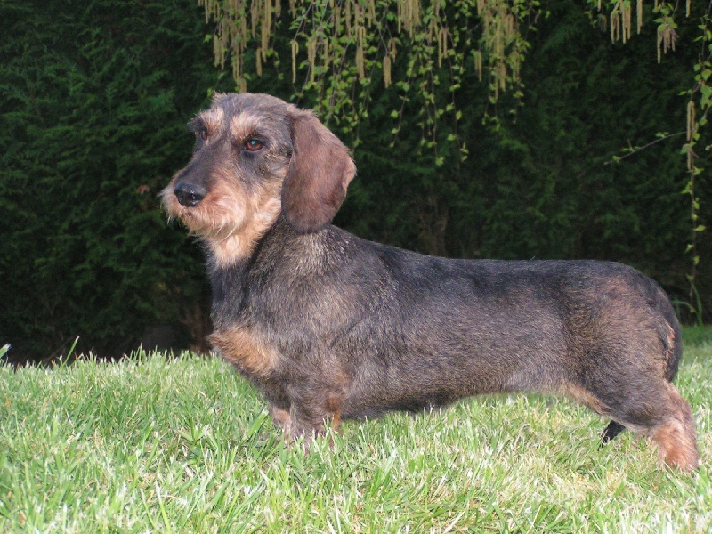 CH. Virgule de Vormes