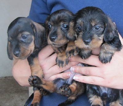 Chiots nain/kaninchen poil dur